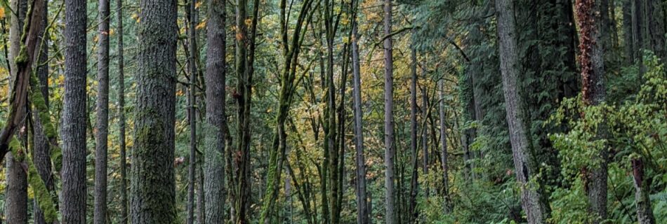 walking through the trees, fall leaves on the ground